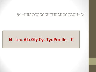 5’-UUAGCCGGGUGUUAUCCCAUU-3’
N Leu.Ala.Gly.Cys.Tyr.Pro.Ile. C
 