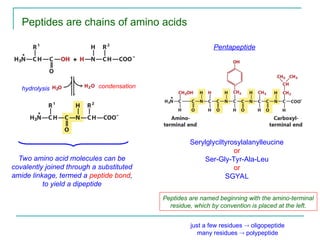 Peptides are chains of amino acids
Two amino acid molecules can be
covalently joined through a substituted
amide linkage, termed a peptide bond,
to yield a dipeptide
Serylglyciltyrosylalanylleucine
or
Ser-Gly-Tyr-Ala-Leu
or
SGYAL
Pentapeptide
Peptides are named beginning with the amino-terminal
residue, which by convention is placed at the left.
condensation
hydrolysis
just a few residues  oligopeptide
many residues  polypeptide
 
