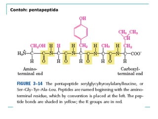 Contoh: pentapeptida
 