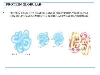 PROTEIN GLOBULAR
 PROTEIN YANG DITANDAI DG RANTAI POLIPEPTIDA YG BERLIPAT
DAN MELINGKAR MEMBENTUK GLOBULAR PADAT DAN KOMPAK
S -S
S-S
 