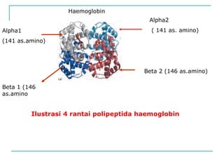 Haemoglobin
Alpha1
(141 as.amino)
Alpha2
( 141 as. amino)
Beta 1 (146
as.amino
Beta 2 (146 as.amino)
Ilustrasi 4 rantai polipeptida haemoglobin
 
