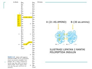 S-S
S-S
S
S
S
S
ILUSTRASI LIPATAN 2 RANTAI
POLIPEPTIDA INSULIN
A (21 AS.AMINO) B (30 as.amino)
 