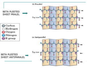 BETA PLEETED
SHEET PRALEL
BETA PLEETED
SHEET ANTIPARALEL
 