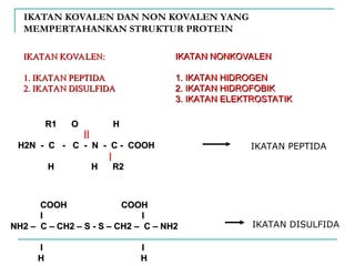 IKATAN KOVALEN DAN NON KOVALEN YANG
MEMPERTAHANKAN STRUKTUR PROTEIN
IKATAN KOVALEN:
IKATAN KOVALEN:
1. IKATAN PEPTIDA
1. IKATAN PEPTIDA
2. IKATAN DISULFIDA
2. IKATAN DISULFIDA
IKATAN NONKOVALEN
IKATAN NONKOVALEN
1. IKATAN HIDROGEN
1. IKATAN HIDROGEN
2. IKATAN HIDROFOBIK
2. IKATAN HIDROFOBIK
3. IKATAN ELEKTROSTATIK
3. IKATAN ELEKTROSTATIK
COOH
COOH COOH
COOH
l l
l l
NH2 – C – CH2 – S - S – CH2 – C – NH2
NH2 – C – CH2 – S - S – CH2 – C – NH2
l l
l l
H H
H H
R1 O H
R1 O H
H2N - C - C - N - C - COOH
H2N - C - C - N - C - COOH
H H R2
H H R2
IKATAN PEPTIDA
IKATAN DISULFIDA
 
