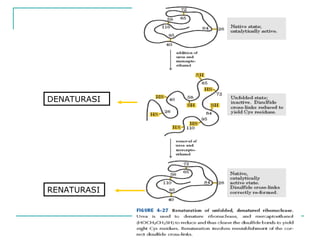 DENATURASI
RENATURASI
 