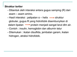 Struktur tertier
- Dibentuk oleh interaksi antara gugus samping (R) dari
asam – asam amino.
- Hasil interaksi : pelipatan α – helix struktur
globular, gugus R yang hidrofobik disembunyikan di
dalam lipatan protein menjadi sangat larut dlm air.
- Contoh : insulin, hemoglobin dan albumin telur
- Ditemukan : ikatan disulfida, jembatan garam, ikatan
hidrogen, atraksi hidrofobik.
 