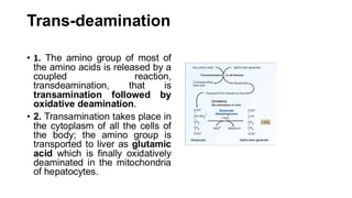 Protein and Amino Acid Metabolism bicochemistrt | PDF