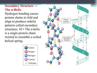 Secondary Structure —
The α-Helix
Hydrogen bonding causes
protein chains to fold and
align to produce orderly
patterns called secondary
structures. 42 • The a-helix
is a single protein chain
twisted to resemble a coiled
helical spring.
 