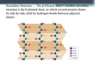 Secondary Structure — The β-Pleated Sheet • Another secondary
structure is the b-pleated sheet, in which several protein chains
lie side by side, held by hydrogen bonds between adjacent
chains:
 