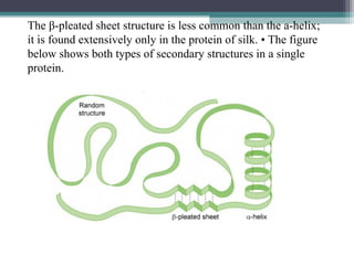 The β-pleated sheet structure is less common than the a-helix;
it is found extensively only in the protein of silk. • The figure
below shows both types of secondary structures in a single
protein.
 