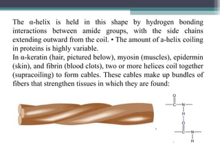The α-helix is held in this shape by hydrogen bonding
interactions between amide groups, with the side chains
extending outward from the coil. • The amount of a-helix coiling
in proteins is highly variable.
In α-keratin (hair, pictured below), myosin (muscles), epidermin
(skin), and fibrin (blood clots), two or more helices coil together
(supracoiling) to form cables. These cables make up bundles of
fibers that strengthen tissues in which they are found:
 