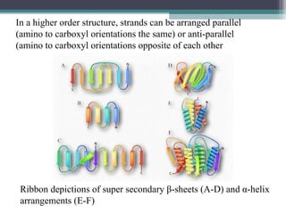 In a higher order structure, strands can be arranged parallel
(amino to carboxyl orientations the same) or anti-parallel
(amino to carboxyl orientations opposite of each other
Ribbon depictions of super secondary β-sheets (A-D) and α-helix
arrangements (E-F)
 