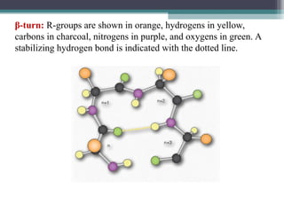 β-turn: R-groups are shown in orange, hydrogens in yellow,
carbons in charcoal, nitrogens in purple, and oxygens in green. A
stabilizing hydrogen bond is indicated with the dotted line.
 