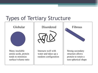 Types of Tertiary Structure
Globular Disordered Fibrous
Many insoluble
amino acids, protein
tends to minimize
surface/volume ratio
Interacts well with
water and takes up a
random configuration
Strong secondary
structure allows
protein to retain a
non-spherical shape
 