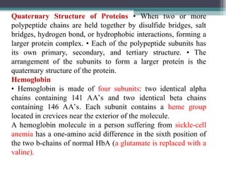 Quaternary Structure of Proteins • When two or more
polypeptide chains are held together by disulfide bridges, salt
bridges, hydrogen bond, or hydrophobic interactions, forming a
larger protein complex. • Each of the polypeptide subunits has
its own primary, secondary, and tertiary structure. • The
arrangement of the subunits to form a larger protein is the
quaternary structure of the protein.
Hemoglobin
• Hemoglobin is made of four subunits: two identical alpha
chains containing 141 AA’s and two identical beta chains
containing 146 AA’s. Each subunit contains a heme group
located in crevices near the exterior of the molecule.
A hemoglobin molecule in a person suffering from sickle-cell
anemia has a one-amino acid difference in the sixth position of
the two b-chains of normal HbA (a glutamate is replaced with a
valine).
 