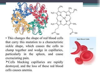 • This changes the shape of red blood cells
that carry this mutation to a characteristic
sickle shape, which causes the cells to
clump together and wedge in capillaries,
particularly in the spleen, and cause
excruciating pain.
Cells blocking capillaries are rapidly
destroyed, and the loss of these red blood
cells causes anemia.
 