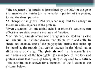 The sequence of a protein is determined by the DNA of the gene
that encodes the protein (or that encodes a portion of the protein,
for multi-subunit proteins).
A change in the gene's DNA sequence may lead to a change in
the amino acid sequence of the protein.
Even changing just one amino acid in a protein’s sequence can
affect the protein’s overall structure and function.
For instance, a single amino acid change is associated with sickle
cell anemia, an inherited disease that affects red blood cells. In
sickle cell anemia, one of the polypeptide chains that make up
hemoglobin, the protein that carries oxygen in the blood, has a
slight sequence change. The glutamic acid that is normally the
sixth amino acid of the hemoglobin β chain (one of two types of
protein chains that make up hemoglobin) is replaced by a valine.
This substitution is shown for a fragment of the β chain in the
diagram below.
 