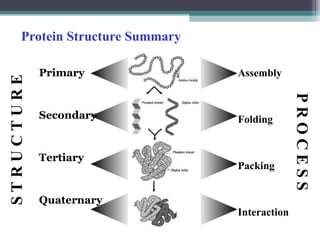 Protein Structure Summary
Primary
Secondary
Tertiary
Quaternary
Assembly
Folding
Packing
Interaction
S
T
R
U
C
T
U
R
E
P
R
O
C
E
S
S
 