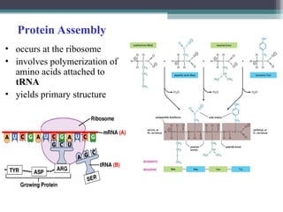 Protein Assembly
• occurs at the ribosome
• involves polymerization of
amino acids attached to
tRNA
• yields primary structure
 