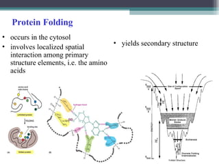 Protein Folding
• yields secondary structure
• occurs in the cytosol
• involves localized spatial
interaction among primary
structure elements, i.e. the amino
acids
 