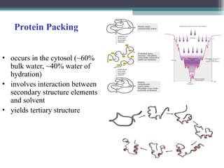 Protein Packing
• occurs in the cytosol (~60%
bulk water, ~40% water of
hydration)
• involves interaction between
secondary structure elements
and solvent
• yields tertiary structure
 