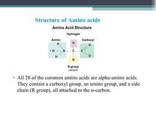 • All 20 of the common amino acids are alpha-amino acids.
They contain a carboxyl group, an amino group, and a side
chain (R group), all attached to the α-carbon.
Structure of Amino acids
 