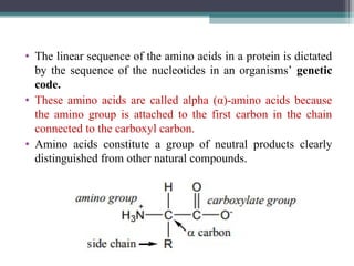 • The linear sequence of the amino acids in a protein is dictated
by the sequence of the nucleotides in an organisms’ genetic
code.
• These amino acids are called alpha (α)-amino acids because
the amino group is attached to the first carbon in the chain
connected to the carboxyl carbon.
• Amino acids constitute a group of neutral products clearly
distinguished from other natural compounds.
 