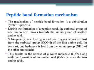 Peptide bond formation mechanism
• The mechanism of peptide bond formation is a dehydration
synthesis process.
• During the formation of a peptide bond, the carboxyl group of
one amino acid moves towards the amino group of another
amino acid.
• Subsequently, one hydrogen and one oxygen atoms are lost
from the carboxyl group (COOH) of the first amino acid. In
contrast, one hydrogen is lost from the amino group (NH2) of
the other amino acid.
• This results in the release of a water molecule (H2O) along
with the formation of an amide bond (C-N) between the two
amino acids.
 