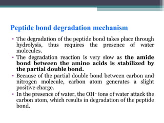 Peptide bond degradation mechanism
• The degradation of the peptide bond takes place through
hydrolysis, thus requires the presence of water
molecules.
• The degradation reaction is very slow as the amide
bond between the amino acids is stabilized by
the partial double bond.
• Because of the partial double bond between carbon and
nitrogen molecule, carbon atom generates a slight
positive charge.
• In the presence of water, the OH–
ions of water attack the
carbon atom, which results in degradation of the peptide
bond.
 