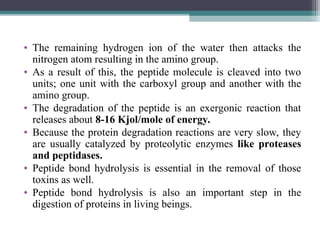 • The remaining hydrogen ion of the water then attacks the
nitrogen atom resulting in the amino group.
• As a result of this, the peptide molecule is cleaved into two
units; one unit with the carboxyl group and another with the
amino group.
• The degradation of the peptide is an exergonic reaction that
releases about 8-16 Kjol/mole of energy.
• Because the protein degradation reactions are very slow, they
are usually catalyzed by proteolytic enzymes like proteases
and peptidases.
• Peptide bond hydrolysis is essential in the removal of those
toxins as well.
• Peptide bond hydrolysis is also an important step in the
digestion of proteins in living beings.
 