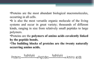 •Proteins are the most abundant biological macromolecules,
occurring in all cells.
•It is also the most versatile organic molecule of the living
systems and occur in great variety; thousands of different
kinds, ranging in size from relatively small peptides to large
polymers.
•Proteins are the polymers of amino acids covalently linked
by the peptide bonds.
•The building blocks of proteins are the twenty naturally
occurring amino acids.
 