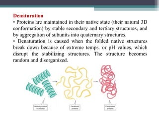 Denaturation
• Proteins are maintained in their native state (their natural 3D
conformation) by stable secondary and tertiary structures, and
by aggregation of subunits into quaternary structures.
• Denaturation is caused when the folded native structures
break down because of extreme temps. or pH values, which
disrupt the stabilizing structures. The structure becomes
random and disorganized.
 