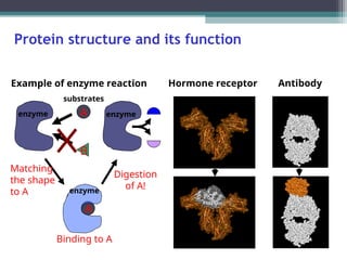 Protein structure and its function
enzyme A
B
A
Binding to A
Digestion
of A!
enzyme
Matching
the shape
to A
Hormone receptor Antibody
Example of enzyme reaction
enzyme
substrates
 