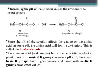 Increasing the pH of the solution causes the zwitterions to
lose a proton:
Since the pH of the solution affects the charge on the amino
acid, at some pH, the amino acid will form a zwitterion. This is
called the isoelectric point.
Each amino acid (and protein) has a characteristic isoelectric
point: those with neutral R groups are near a pH of 6, those with
basic R groups have higher values, and those with acidic R
groups have lower values.
 