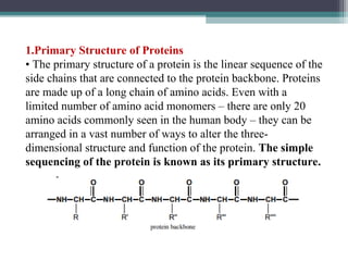 1.Primary Structure of Proteins
• The primary structure of a protein is the linear sequence of the
side chains that are connected to the protein backbone. Proteins
are made up of a long chain of amino acids. Even with a
limited number of amino acid monomers – there are only 20
amino acids commonly seen in the human body – they can be
arranged in a vast number of ways to alter the three-
dimensional structure and function of the protein. The simple
sequencing of the protein is known as its primary structure.
 