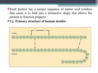 Each protein has a unique sequence of amino acid residues
that cause it to fold into a distinctive shape that allows the
protein to function properly.
Eg: Primary structure of human insulin:
 