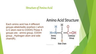 Structure of Amino Acid
Each amino acid has 4 different
groups attatchedto αcarbon ( which
is C atom next to COOH).These 4
groups are : amino group, COOH
group , Hydrogen atom and side
chain(R).
 