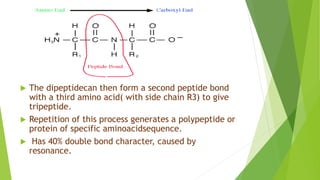  The dipeptidecan then form a second peptide bond
with a third amino acid( with side chain R3) to give
tripeptide.
 Repetition of this process generates a polypeptide or
protein of specific aminoacidsequence.
 Has 40% double bond character, caused by
resonance.
 