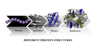 DIFFERENT PROTEIN STRUCTURES
 