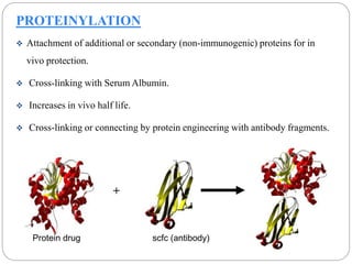 PROTEINYLATION 
 Attachment of additional or secondary (non-immunogenic) proteins for in 
vivo protection. 
 Cross-linking with Serum Albumin. 
 Increases in vivo half life. 
 Cross-linking or connecting by protein engineering with antibody fragments. 
+ 
Protein drug scfc (antibody) 
 