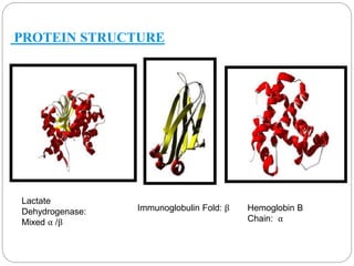 PROTEIN STRUCTURE 
Lactate 
Dehydrogenase: 
Mixed α /β 
Immunoglobulin Fold: β Hemoglobin B 
Chain: α 
 