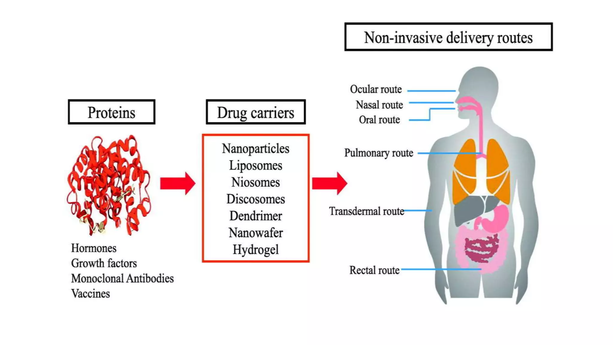 Barriers to Protein and peptide drug delivery system | PPTX