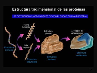 Proteinas