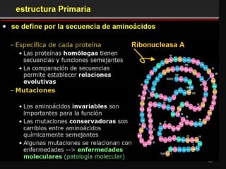 Proteinas