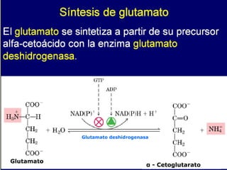 Glutamato deshidrogenasa Glutamato α - Cetoglutarato 