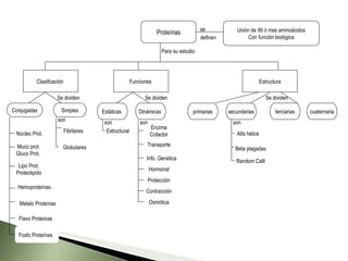 Estructura Funciones  Clasificación  Simples Núcleo Prot.  Muco prot. Gluco Prot.  Lipo Prot. Proteolipido Fibrilares  Dinámicas  Estáticas  Estructural Enzima Cofactor Transporte Info. Genética secundarias primarias terciarias Random Calll Beta plagadas Alfa hélice Globulares  cuaternaria Proteínas Unión de 99 ó mas aminoácidos Con función biológica se definen Se dividen Se dividen Se dividen son son son son Para su estudio Conjugadas Osmótica Contracción Protección Hormonal Hemoproteínas.  Flavo Proteínas  Metalo Proteínas  Fosfo Proteínas  