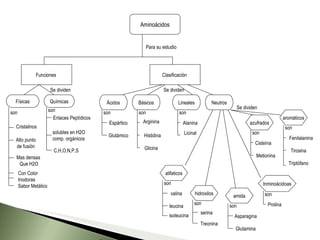 Clasificación  Funciones  Básicos Ácidos Lineales Glutámico Espártico Glicina Histidina Arginina Licinal Alanina Neutros Aminoácidos Se dividen Se dividen son son son Para su estudio Químicas Cristalinos Físicas Alto punto  de fusión  Enlaces Peptídicos C,H,O,N,P,S  solubles en H2O comp. orgánicos  son son Con Color Inodoras Sabor Metálico Mas densas  Que H2O Inminoácidoas amida azufrados Glutamina Asparagina Prolina Metionina Cisteína Tirosina aromáticos Triptófano son son son son hidroxilos Treonina serina son alifaticos leucina valina isoleucina son Fenilalanina Se dividen 