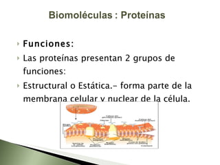 Funciones: Las proteínas presentan 2 grupos de funciones: Estructural o Estática.- forma parte de la membrana celular y nuclear de la célula. 
