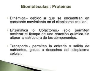Dinámica.- debido a que se encuentran en constante movimiento en el citoplasma celular. Enzimática o Cofactores.- sólo permiten acelerar el tiempo de una reacción química sin alterar la estructura de los componentes. Transporte.- permiten la entrada o salida de nutrientes, gases o desechos del citoplasma celular. 