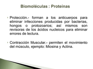 Protección.- forman a los anticuerpos para eliminar infecciones producidas por bacterias, hongos o protozoarios; así mismos son revisoras de los ácidos nucleicos para eliminar errores de lectura. Contracción Muscular.- permiten el movimiento del músculo, ejemplo: Miosina y Actina. 